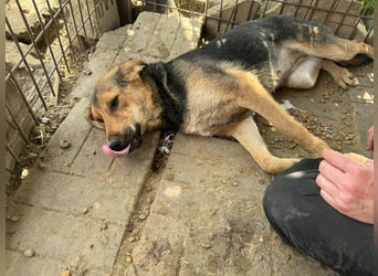 ♥VITA♥ sehr zutrauliche, liebe, neugierige Schmusebacke 52 cm