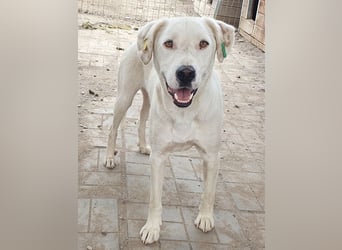 ♥WILLY♥ wunderschöner weißer Rüde mit einem besonders sanften und sensiblen Wesen 57 cm