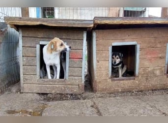 ♥KIMBY♥ bildschöne, anfangs noch schüchterne Hündin, die schnell Vertrauen fassen wird 51 cm