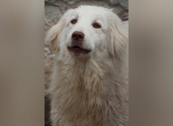 ⭐️DEXI⭐️, schüchterne Schönheit, Hündin, 1,5 Jahre, ca. 55cm, Mischling, Tierschutz Rumänien