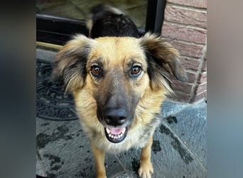 DIANA, coole Begleiterin, 4 Jahre, 55 cm, Pflegestelle Duisburg, Tierschutz Rumänien
