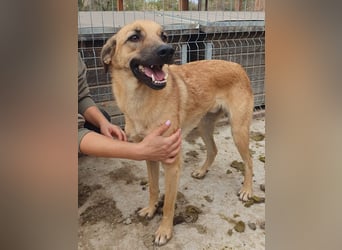 ♥MIRO♥ wunderschöner, ganz liebenswerter Schatz, der sicher schnell Vertrauen fasst 57 cm