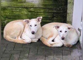 ♥SINA♥ auf Pflegestelle bei Köln - zuckersüße, ganz liebe, noch unsichere Juniorin 59 cm