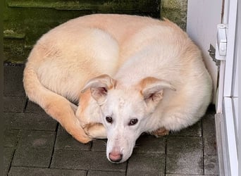 ♥SINA♥ auf Pflegestelle bei Köln - zuckersüße, ganz liebe, noch unsichere Juniorin 59 cm