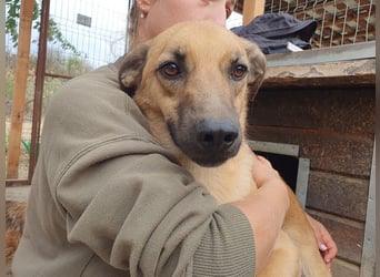 ♥MIRO♥ wunderschöner, ganz liebenswerter Schatz, der sicher schnell Vertrauen fasst 57 cm