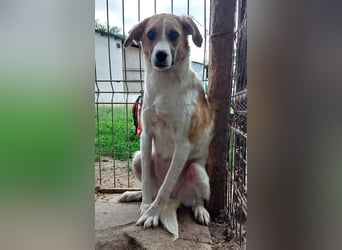 ♥KIMBY♥ bildschöne, anfangs noch schüchterne Hündin, die schnell Vertrauen fassen wird 51 cm