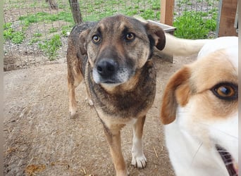 ♥NANDO♥ wunderbarer, ganz aufgeschlossener Rüde - eine wahre Frohnatur 53 cm