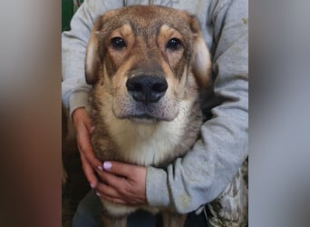 ♥MARLIN♥ ruhiger, lieber, vorsichtiger Rüde, der im Tierheim völlig überfordert ist 52 cm