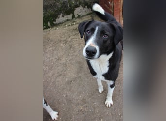 ⭐️YASIN⭐️, Traumtyp, Rüde, 2,5 Jahre, 56 cm, Mischling, Tierschutz Rumänien