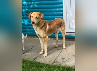 ♥GHANDI♥ neu auf Pflegestelle bei Köln - wunderbarer, ganz menschenbezogener Rüde 57 cm