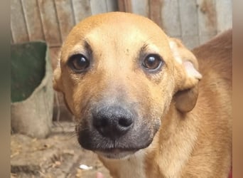 ♥KLAUSI♥ zuckersüßer, zarter, ganz lieber, verspielter Junghund - mittelgroß