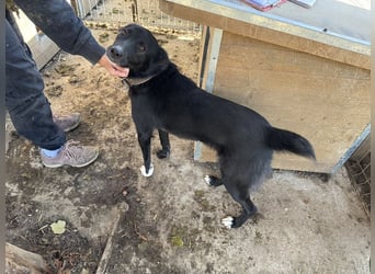 ♥TABEA♥ so liebe,verschmuste, lustige Hündin,die von ihrem Besitzer im Tierheim abgegeben wurde 57cm