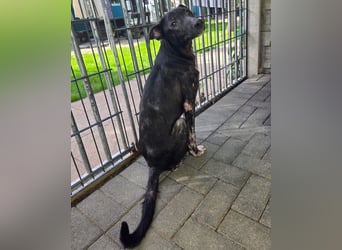 ♥NINA♥ neu auf Pflegestelle bei Köln - ganz liebe, aufgeschlossene, zu dünne Juniorin 55 cm