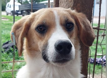 ♥KIMBY♥ bildschöne, anfangs noch schüchterne Hündin, die schnell Vertrauen fassen wird 51 cm