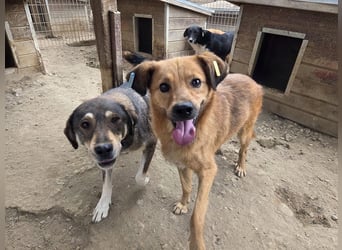 ♥JAKOB♥ süßer, anhänglicher Rüde voller Emotionen, der so viel Herz und Lebensfreude hat 56 cm