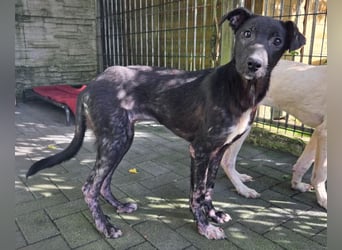 ♥NINA♥ neu auf Pflegestelle bei Köln - ganz liebe, aufgeschlossene, zu dünne Juniorin 55 cm