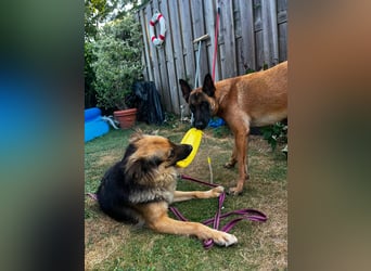 DIANA, coole Begleiterin, 4 Jahre, 55 cm, Pflegestelle Duisburg, Tierschutz Rumänien