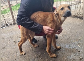 ♥KLAUSI♥ zuckersüßer, zarter, ganz lieber, verspielter Junghund -wird mittelgroß