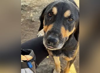 NOTFALL ♥STELLA♥ ab 19.Sep auf Pflegest bei Köln-unglaublich menschenbezogene, zu dünne Hündin 54cm