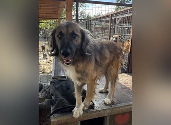 ♥TRUFFLES♥ ab 14. Aug auf Pflegest bei Köln-bildschöner, verschmuster, sanfter Herdenschutzrüde 59cm