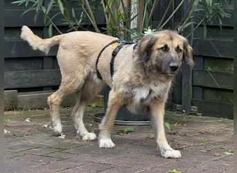 ♥TRUFFLES♥ auf Pflegestelle bei Köln - bildschöner, sehr menschenbezogener Rüde 58cm