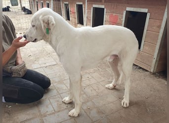 ♥WILLY♥ wunderschöner weißer Rüde mit einem besonders sanften und sensiblen Wesen 57 cm