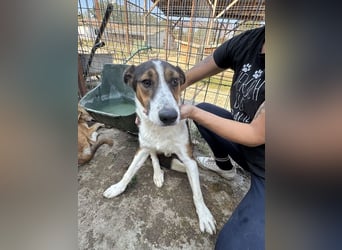 ♥MAIK♥ wunderschöner dreifarbiger, ganz lieber, noch etwas unsicherer Jungrüde 55 cm