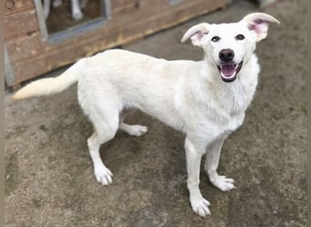 ♥BIANCA♥ fröhliche, verspielte und verschmuste Junghündin, die sich nach Zuwendung sehnt 55 cm