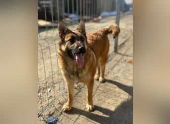 ⭐️TINNI⭐️, tolle Malinois-Mix Hündin, 1 Jahr, 53 cm, Mischling, Tierschutz Rumänien