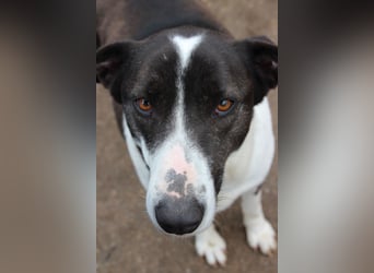 ⭐️YASIN⭐️, Traumtyp, Rüde, 2,5 Jahre, 56 cm, Mischling, Tierschutz Rumänien