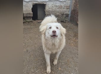 ⭐️DEXI⭐️, schüchterne Schönheit, Hündin, 1,5 Jahre, ca. 55cm, Mischling, Tierschutz Rumänien
