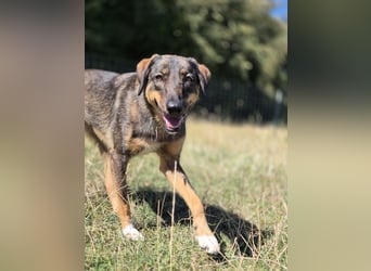 AMY, liebe Frohnatur, 2,5 Jahre, 59 cm, Mischling, Pflegestelle 57635, Tierschutz Rumänien