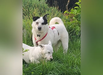 ♥KOBOLD♥ neu auf Pflegestelle in Essen - hübscher, ganz lieber, sensibler Hundejunge 51 cm