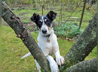 ♥AMANDA♥ auf Pflegestelle in Köln - süße, verschmuste und unkomplizierte Hündin 54 cm