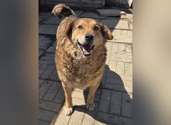 ♥BOSKO♥ verschmuster, bezaubernder, lockiger Rüde - eine echte Knutschkugel 51 cm