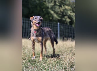 AMY, liebe Frohnatur, 2,5 Jahre, 59 cm, Mischling, Pflegestelle 57635, Tierschutz Rumänien