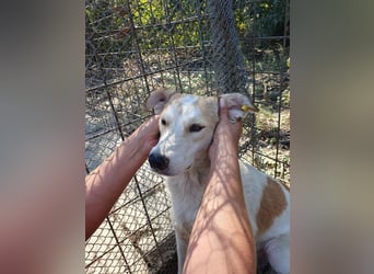 ♥CINDY♥ wunderschöne, neugierige Hündin, die noch unsicher im Umgang mit Menschen ist 54 cm