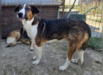 ♥MAIK♥ wunderschöner dreifarbiger, ganz lieber, noch etwas unsicherer Jungrüde 55 cm