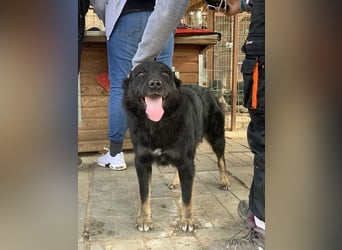 ♥RABAN♥ ganz menschenbezogener, sehr liebenswerter Rüde mit den schicken Stiefeln 57cm