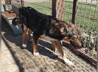 ♥MILO♥ entzückender, verschmuster, sportlicher Junghund; der ideale Familienhund - mittelgroß