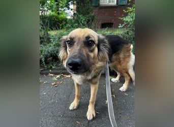 DIANA, coole Begleiterin, 4 Jahre, 55 cm, Pflegestelle Duisburg, Tierschutz Rumänien