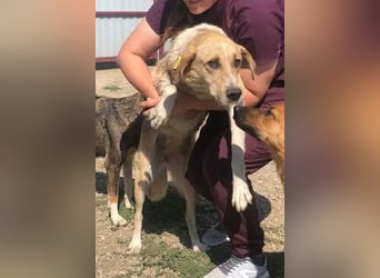 NOTFALL ♥MINELLA♥ anfangs noch vorsichtige, liebe, hübsche Hündin, die gemobbt wird 50-55 cm