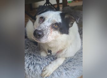 ♥KOBOLD♥ neu auf Pflegestelle in Essen - hübscher, ganz lieber, sensibler Hundejunge 51 cm