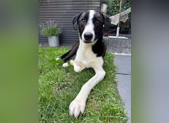 YAFFA, superliebe Spätzünderin, Pflegestelle Köln, 56 cm, 2,5 Jahre, Mischling, Tierschutz Rumänien