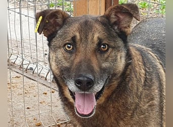 ♥NANDO♥ wunderbarer, ganz aufgeschlossener Rüde - eine wahre Frohnatur 53 cm