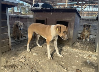 ♥OLIVIA♥ zuckersüße, sehr liebe Hündin, die im Tierheim anfangs noch vorsichtig ist 59 cm