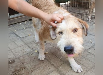 ♥CHAP♥ hübscher, ganz zutraulicher und neugieriger Gute-Laune-Hund 57 cm