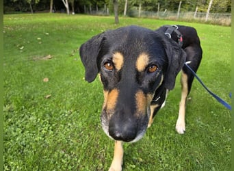 ♥STELLA♥ auf Pflegestelle bei Leverkusen -unglaublich menschenbezogene, aktuell zu dünne Hündin 60cm