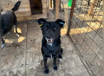 ♥KINDRA♥ süße, total liebe, verschmuste und unaufdringliche Hündin 55 cm