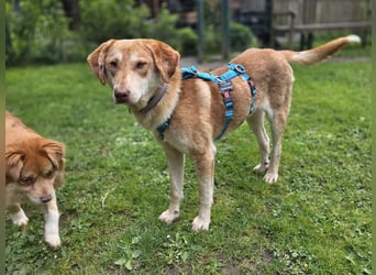 ♥GHANDI♥ neu auf Pflegestelle bei Köln - wunderbarer, ganz menschenbezogener Rüde 57 cm